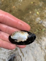 Sagittunio subrostratus