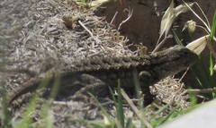 Sceloporus occidentalis bocourtii