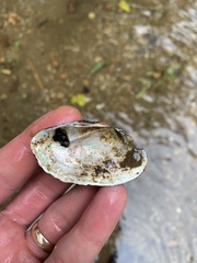 Sagittunio subrostratus