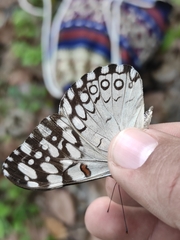Hamadryas