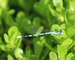 Argia bipunctulata