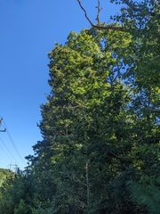 Castanea mollissima