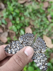 Hamadryas