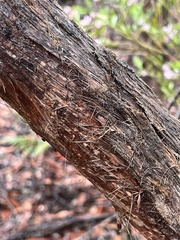 Eucalyptus umbra