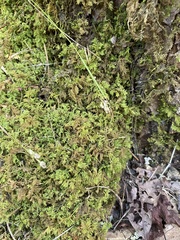 Thuidium delicatulum