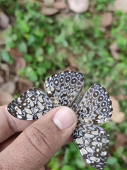 Hamadryas