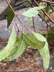 Eucalyptus umbra