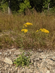 Solidago nemoralis