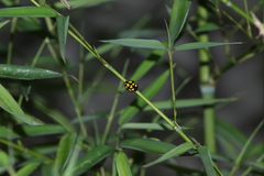 Epilachna mexicana