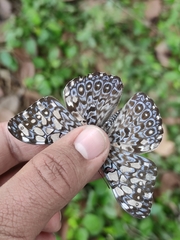 Hamadryas