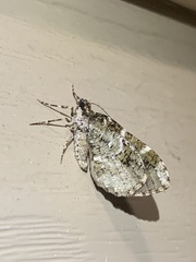 Melanolophia canadaria