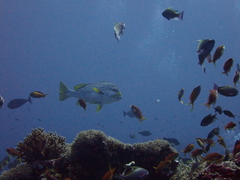 Plectorhinchus lineatus
