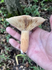 Lactifluus