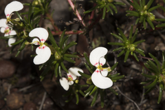 Stylidium involucratum
