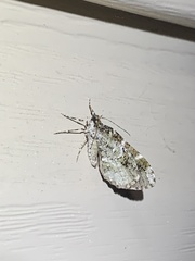 Melanolophia canadaria