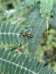 Camponotus castaneus