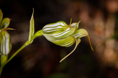 Pterostylis recurva