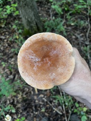 Lactifluus
