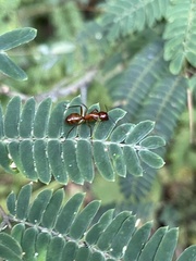 Camponotus castaneus