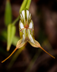 Pterostylis recurva