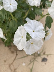 Euploca convolvulacea