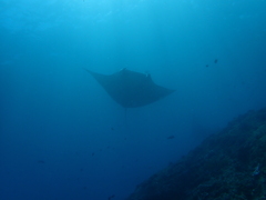 Mobula alfredi