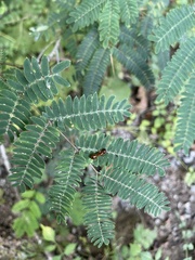 Camponotus castaneus