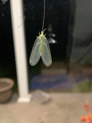 Leucochrysa insularis
