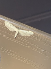 Eupithecia absinthiata