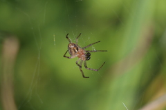 Alpaida veniliae