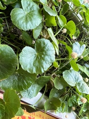 Hydrocotyle leucocephala