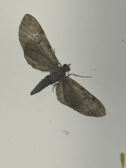 Eupithecia absinthiata