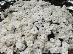 Chrysanthemum morifolium