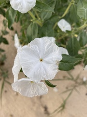 Euploca convolvulacea