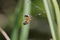 Alpaida veniliae