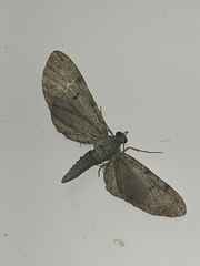 Eupithecia absinthiata