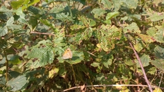 Coenonympha pamphilus