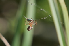 Alpaida veniliae