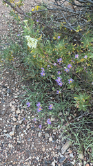 Dieteria canescens
