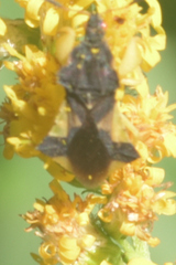 Phymata pennsylvanica