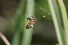 Alpaida veniliae