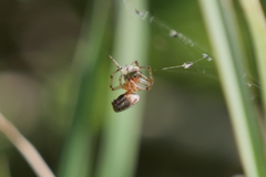Alpaida veniliae