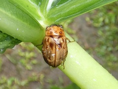 Cyclocephala lunulata