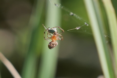 Alpaida veniliae