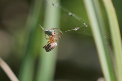 Alpaida veniliae