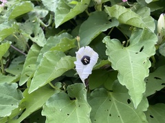 Ipomoea scopulorum