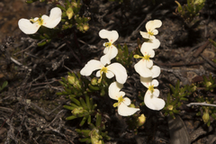 Stylidium involucratum