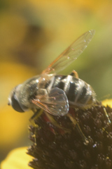 Eristalis stipator