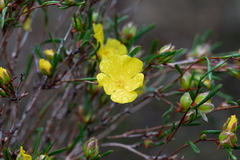 Hibbertia virgata