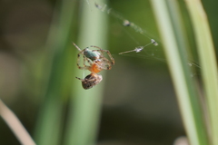 Alpaida veniliae